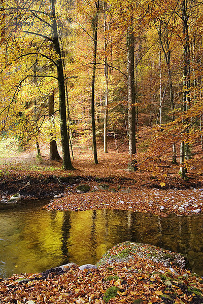 Herbstwald mit dem Bach Nesslera  Sensebezirk  Kanton Freiburg  Schweiz  Europa