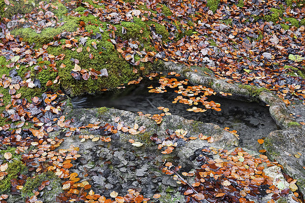 Ein Rinnsal durchfließt ein aus Kalkablagerungen geformtes Wasserbecken  Sensebezirk  Kanton Freiburg  Schweiz  Europa