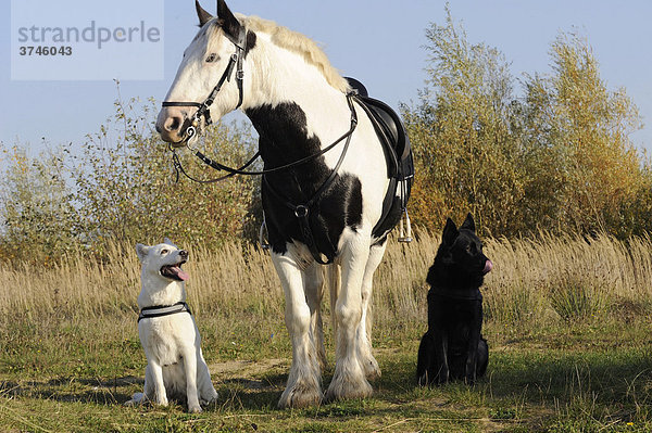 Ein Pferd und zwei Hunde  schwarz und weiß