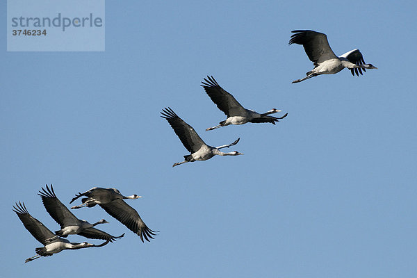 Kraniche (Grus grus) beim Flug in der Morgensonne