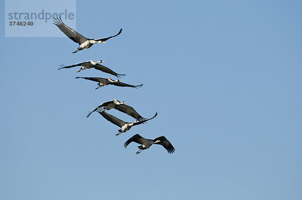 Kraniche (Grus grus) im Flug