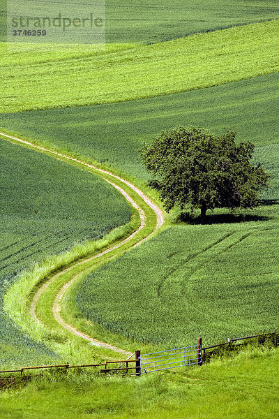 Landschaftsidylle mit Landwirtschaft und einem Feldweg  Hessen  Deutschland  Europa