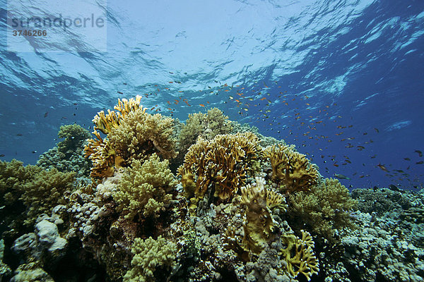 Korallenriff mit Feuerkorallen (Millepora tenella)  Rotes Meer  Ägypten  Afrika