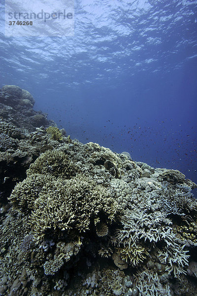 Korallenriff im Flachwasser  Zabargad  südliches Rotes Meer  Ägypten  Afrika