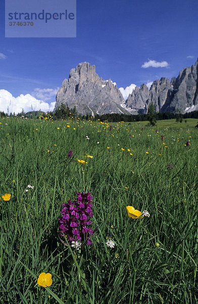 Blumenwiese mit Breitblättriger Kuckucksblume (Dactylorhiza majalis) und Kriechender Hahnenfuß (Ranunculus repens) vor dem Massiv des Langkofel  Seiser Alm  Dolomiten  Italien  Europa