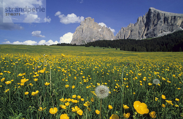 Alpine Blumenwiese mit Kriechendem Hahnenfuß (Ranunculus repens) und verblühtem Löwenzahn (Taraxacum officinale)  Pusteblume  vor dem Massiv des Langkofel  Seiser Alm  Dolomiten  Italien  Europa