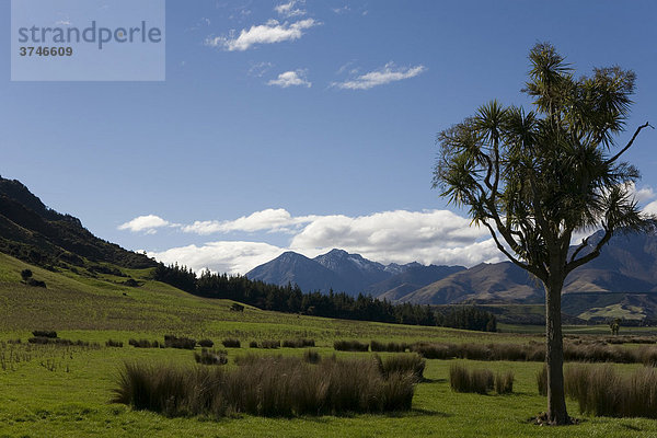 Einsame Palme auf einer Wiese  Takitimu Mountains  Southland  Südinsel  Neuseeland