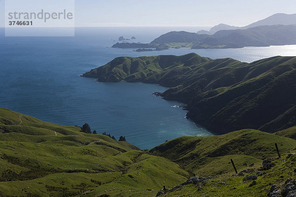 Grüne Hügellandschaft in den Marlborough Sounds  Okuri Bay  Marlborough  Südinsel  Neuseeland