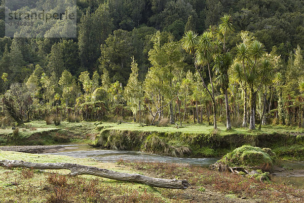 Palmenwald an einem kleinem Bach  Awakino  Nordinsel  Neuseeland