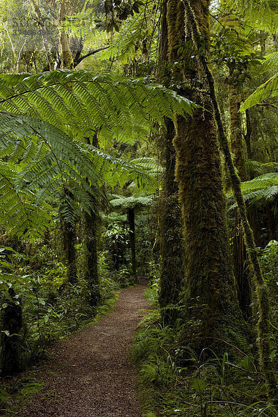 Pfad durch den Regenwald des Kahurangi National Park  West Coast  Südinsel  Neuseeland