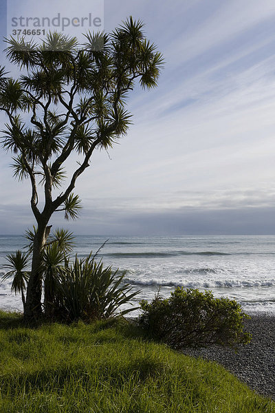 Palme am grün bewachsenen Strand der Westküste  Karamea  Südinsel  Neuseeland