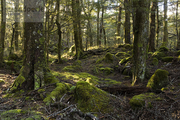 Sonnenstrahlen in einem mystischen Wald  Routeburn Road  Otago  Südinsel  Neuseeland
