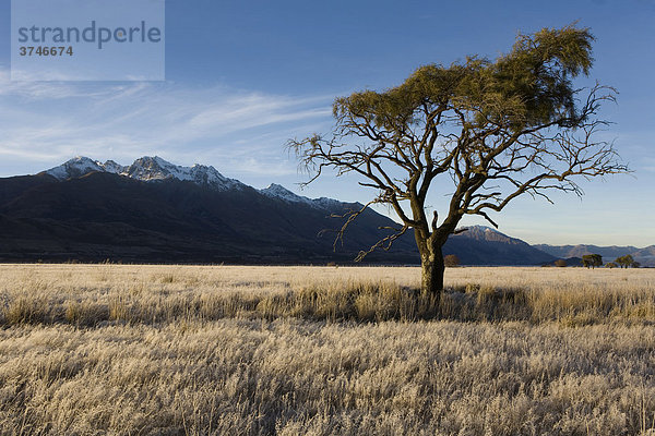 Einsamer Baum auf einer Wiese im Morgenfrost mit Blick zu den Richardson Mountains  Lake Wakatipu  Otago  Südinsel  Neuseeland