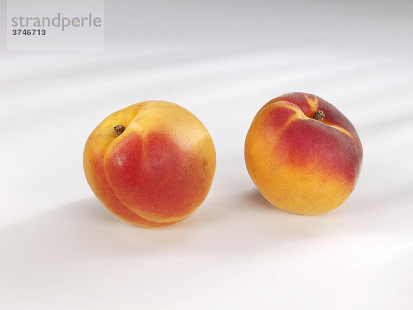 Zwei Aprikosen (Prunus armeniaca)