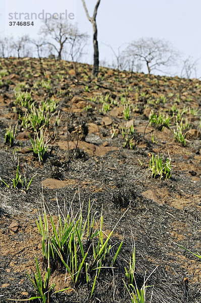 Frisches Grün nach einem Buschfeuer  Malelane  Mpumalanga  Südafrika  Afrika