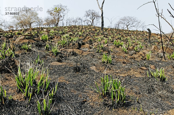 Frisches Grün nach einem Buschfeuer  Malelane  Mpumalanga  Südafrika  Afrika