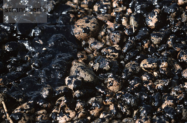 Ölverschmutzte Kiesel am Strand nahe Menton  Frankreich  Europa  Mai 2003