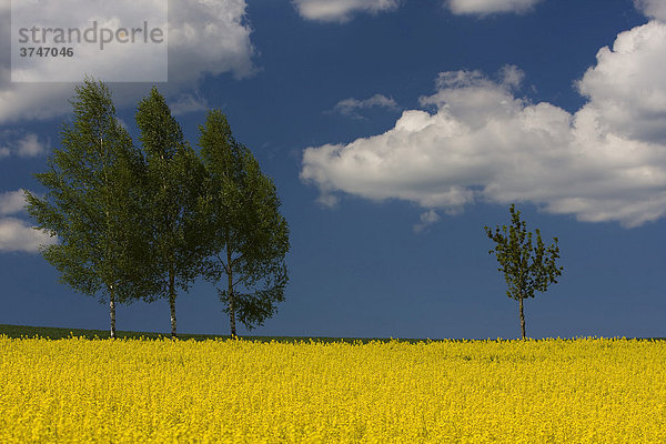 Rapsfeld (Brassica napus)  Baumgruppe mit Birken (Betula)  Fulda  Hessen  Deutschland  Europa