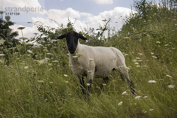 Schaf zwischen hohem Gras