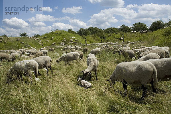 Schafherde auf einer Wiese