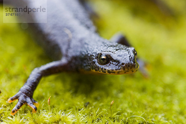 Portrait eines Bergmolchs (Triturus alpestris)  Stubaital  Nordtirol  Österreich  Europa