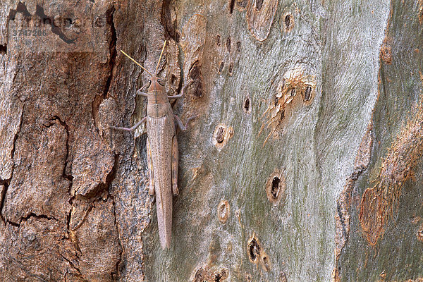 Heuschrecke (Saltatoria) sitzt getarnt auf der Rinde eines Eukalyptusbaumes (Eucalyptus)  Northern Territory  Australien
