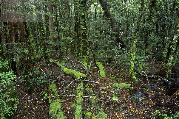 Regenwald  Südinsel  Neuseeland