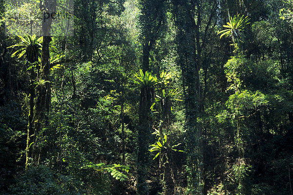 Regenwald im Lamington Nationalpark  Queensland  Australien