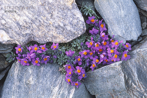 Alpen-Leinkraut (Linaria alpina)  Nationalpark Hohe Tauern  Osttirol  Österreich  Europa