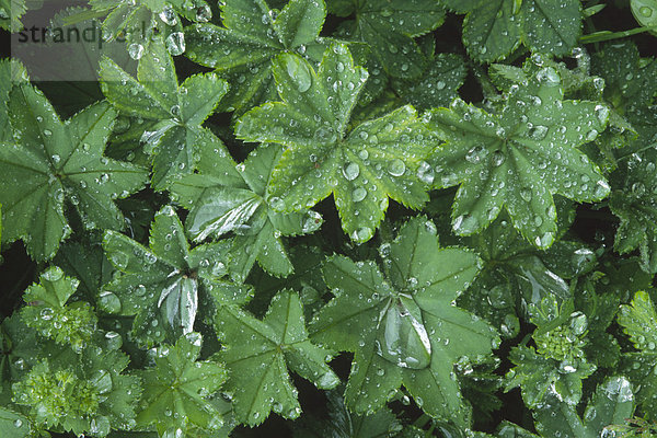 Wassertropfen auf Frauenmantel (Alchemilla mollis)  Blätter nach Regen  Nordtirol  Österreich  Europa