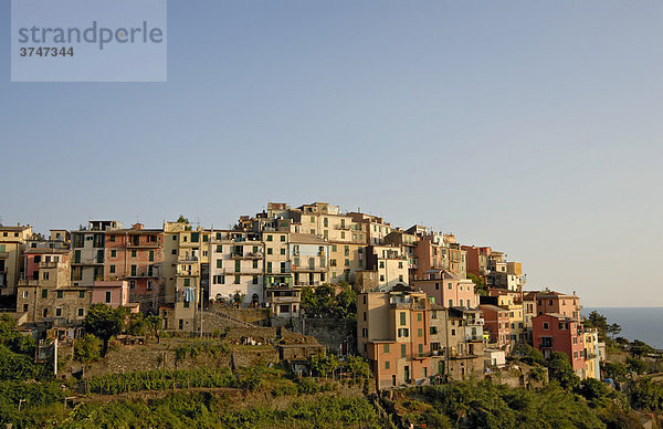 The village of Corniglia  Cinque Terre  Italy  Europe