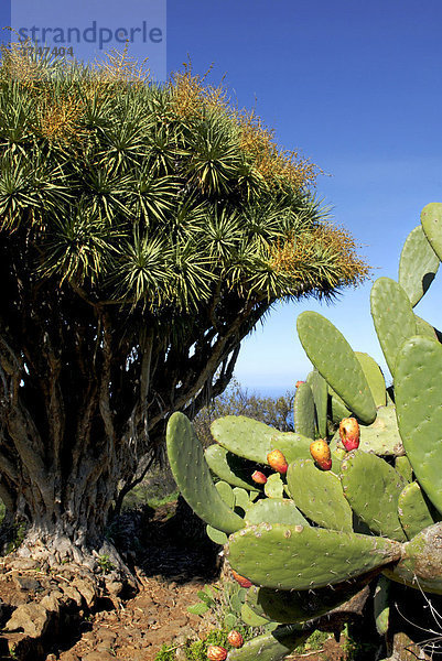 Drachenbaum (Dracaena) und Kakteen  La Palma  Kanarische Inseln  Spanien  Europa