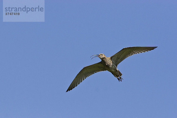 Großer Brachvogel (Numenius arquata)  fliegend  Bremen  Deutschland  Europa