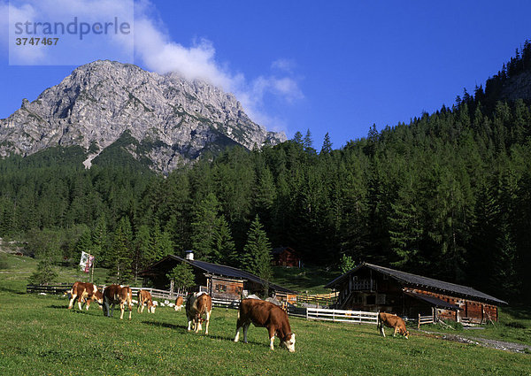 Stallen-Alm  dahinter Rauher Knöll  Stallental  Karwendel-Gebirge  Tirol  Österreich  Europa