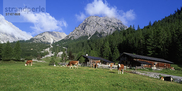 Stallen-Alm  Hahnkampl und Rauher Knöll  Stallental  Karwendel-Gebirge  Tirol  Österreich  Europa