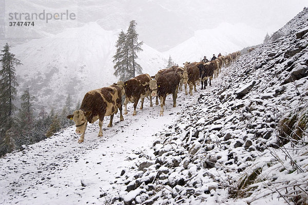 Almabtrieb im Schneefall  Stallental  Karwendelgebirge  Tirol  Österreich  Europa