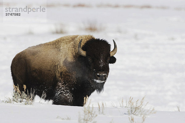 Amerikanischer Bison (Bison bison)  Alttier im Schnee  Yellowstone-Nationalpark  Wyoming  USA
