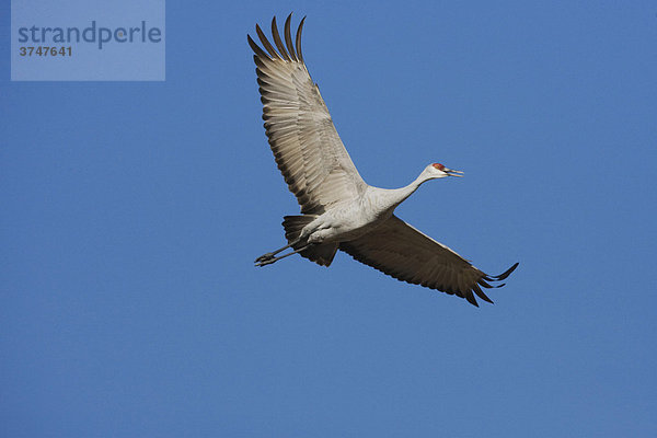 Kanadakranich (Grus canadensis)  fliegender Altvogel  Sinton  Corpus Christi  Texas  USA