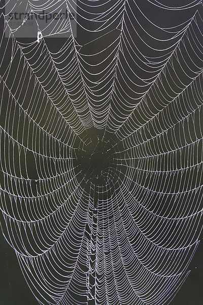 Spinnennetz mit Tautropfen  Sinton  Corpus Christi  Texas  USA