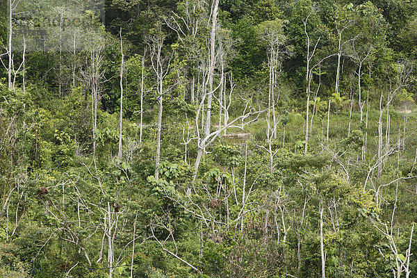 Sekundärer Regenwald  Wiederaufforstung  Samboja  Ost-Kalimantan  Borneo  Indonesien  Südostasien