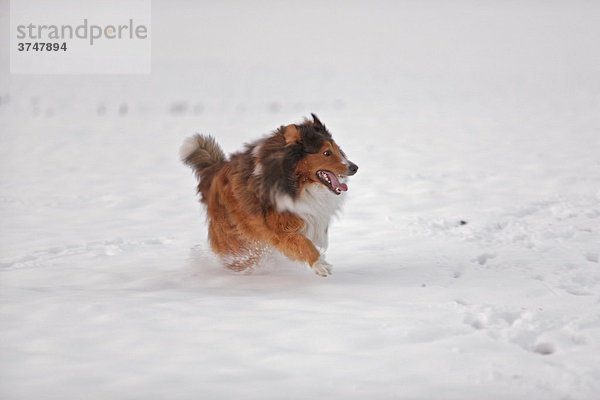 Hund  Mischling  Berner Sennenhund  Collie  Schnee