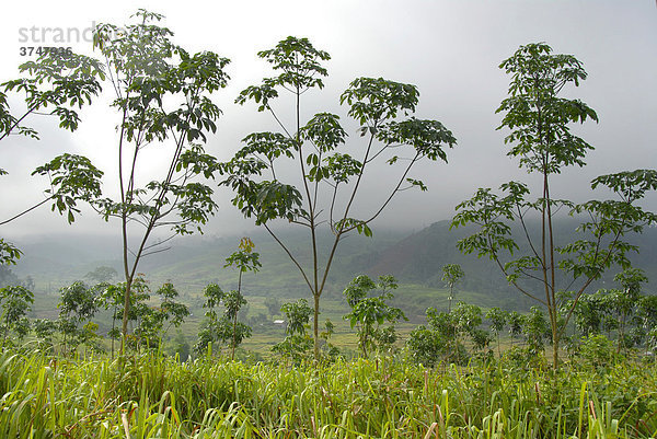 Junge Kautschukpflanzen  Phongsali Provinz  Laos  Asien
