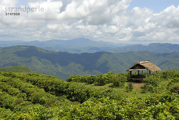 Teeplantage mit Hütte in Berglandschaft  Phongsali Provinz  Laos  Südostasien