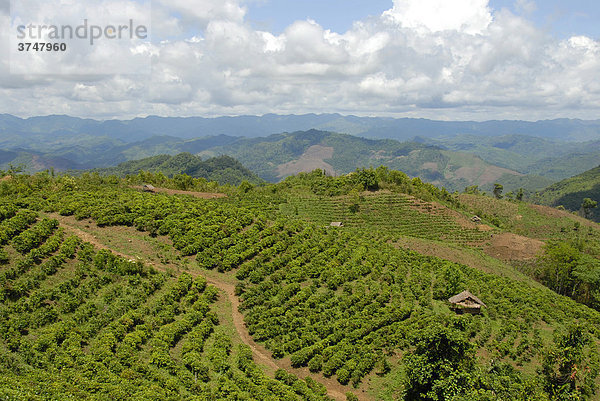 Teeplantage in Berglandschaft  Phongsali Provinz  Laos  Südostasien