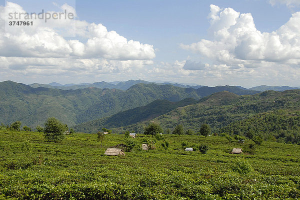 Teeplantage mit Hütten in Berglandschaft  Phongsali Provinz  Laos  Südostasien