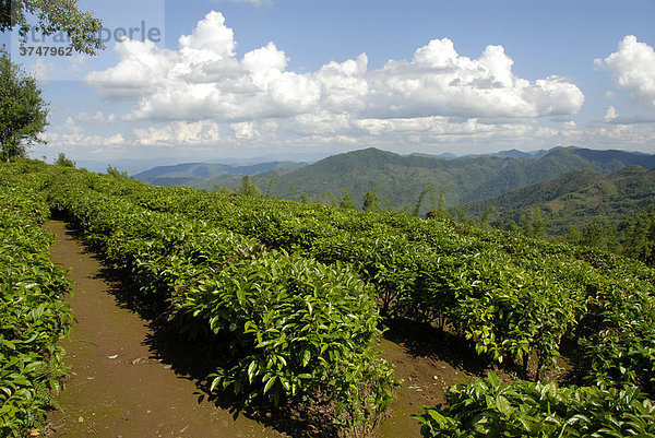 Teeplantage in Reihen in Berglandschaft  Phongsali Provinz  Laos  Südostasien
