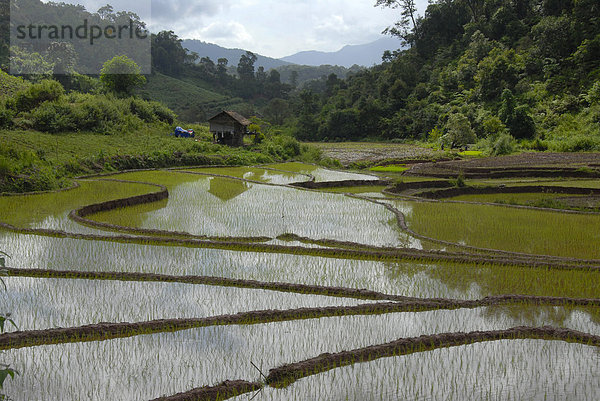 Frisch gepflanzter Nassreis im terrassierten Reisfeld beim Dorf Ban Xieng Fa  Tai Lue Ethnie  bei Boun Neua  Phongsali Provinz  Laos  Südostasien
