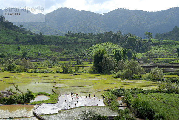 Frauen pflanzen Nassreis im terrassierten Reisfeld in Berglandschaft beim Dorf Ban Xieng Fa  Tai Lue Ethnie  bei Boun Neua  Phongsali Provinz  Laos  Südostasien