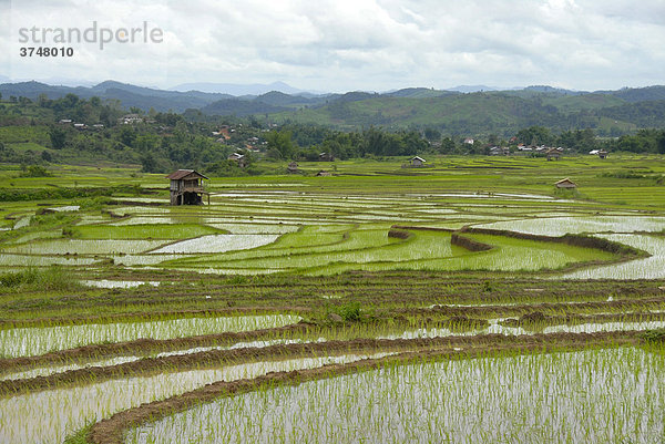 Frisch bepflanzte terrassierte Reisfelder der Tai Lue Ethnie bei Boun Neua  Phongsali Provinz  Laos  Südostasien
