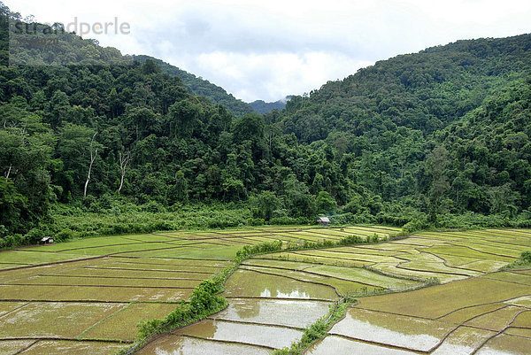 Reisfelder vor Dschungel  bei Ban Naten  Tai Yang Ethnie  Nam Lan Conservation Area NLCA  Phongsali Provinz  Laos  Südostasien